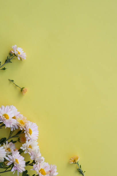 istock Flowers composition background. Beautiful light pink chrysanthemums on yellow background.Top view, copy space. 1754184814