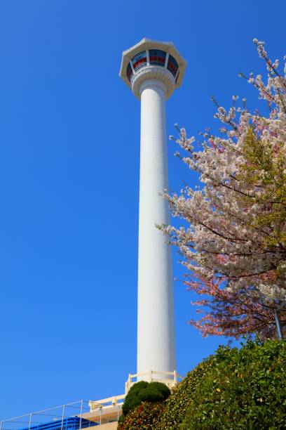 istock Busan Tower and cherry blossoms 1754188251
