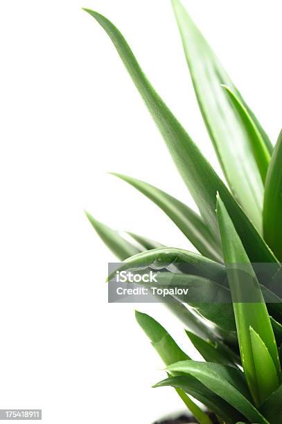 Foto de Folhas De Aloe e mais fotos de stock de Aloe polyphylla - Aloe polyphylla, Babosa - Suculenta, Beleza