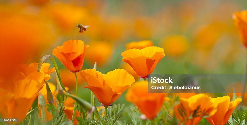 カリフォルニアのポピーのクローズアップ、pollinating ハナバチ、パノラマに広がる画像です。 - 花のロイヤリティフリーストックフォト