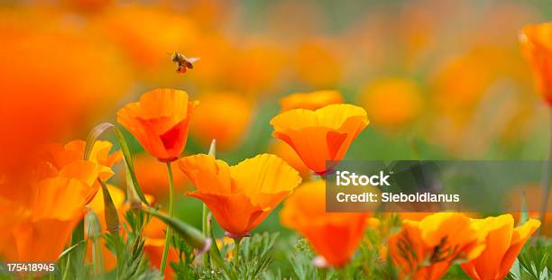 California Poppy Closeup With Pollinating Bee Panoramic Image Stock Photo - Download Image Now