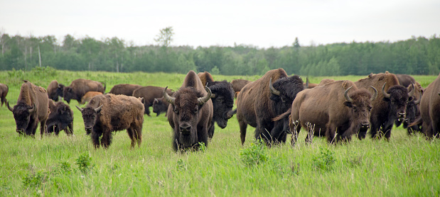 Plains bisonte Herd photo