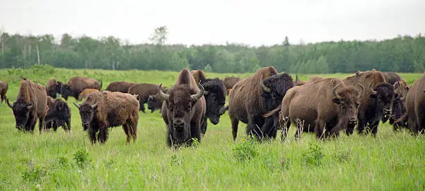 Photo of Plains Bison Herd