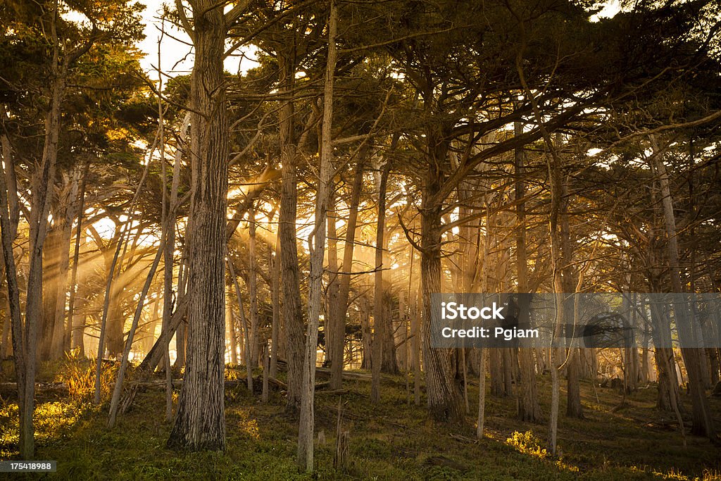 Niebla alrededores de Cypress árboles en el bosque - Foto de stock de Aire libre libre de derechos