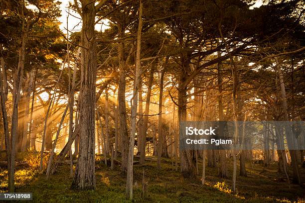 Mgła Wokół Cypress Drzewa W Lesie - zdjęcia stockowe i więcej obrazów Bez ludzi - Bez ludzi, Brzask, Cisza