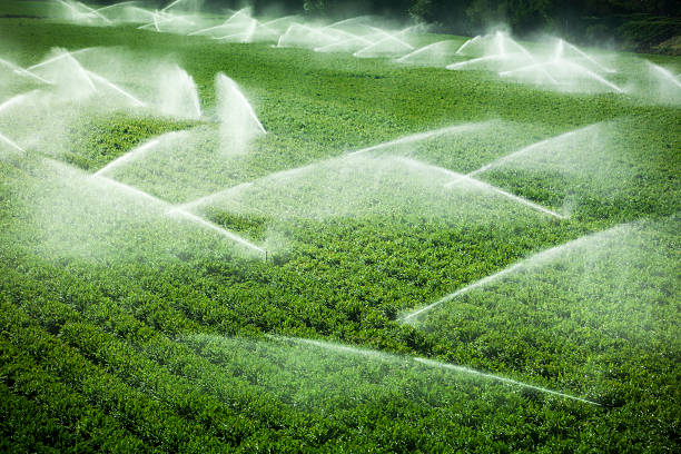 Irrigation sprinkler watering crops on fertile farm land "A green row celery field is watered and sprayed by irrigation equipment in the Salinas Valley, California USA" irrigation equipment photos stock pictures, royalty-free photos & images