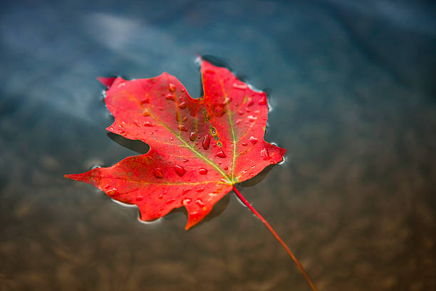 ahorn blätter auf dem wasser treiben - autumn water leaf stream stock-fotos und bilder