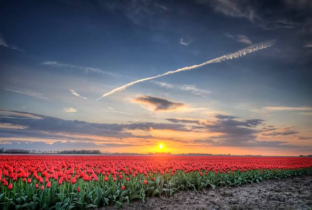 istock Field of Tulips in HDR 175419212