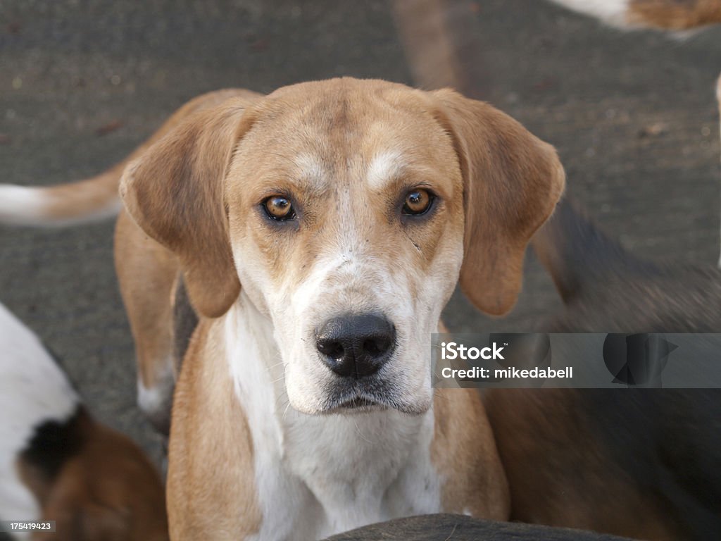 Fox Hound A Fox Hound looking at the camera Foxhound Stock Photo