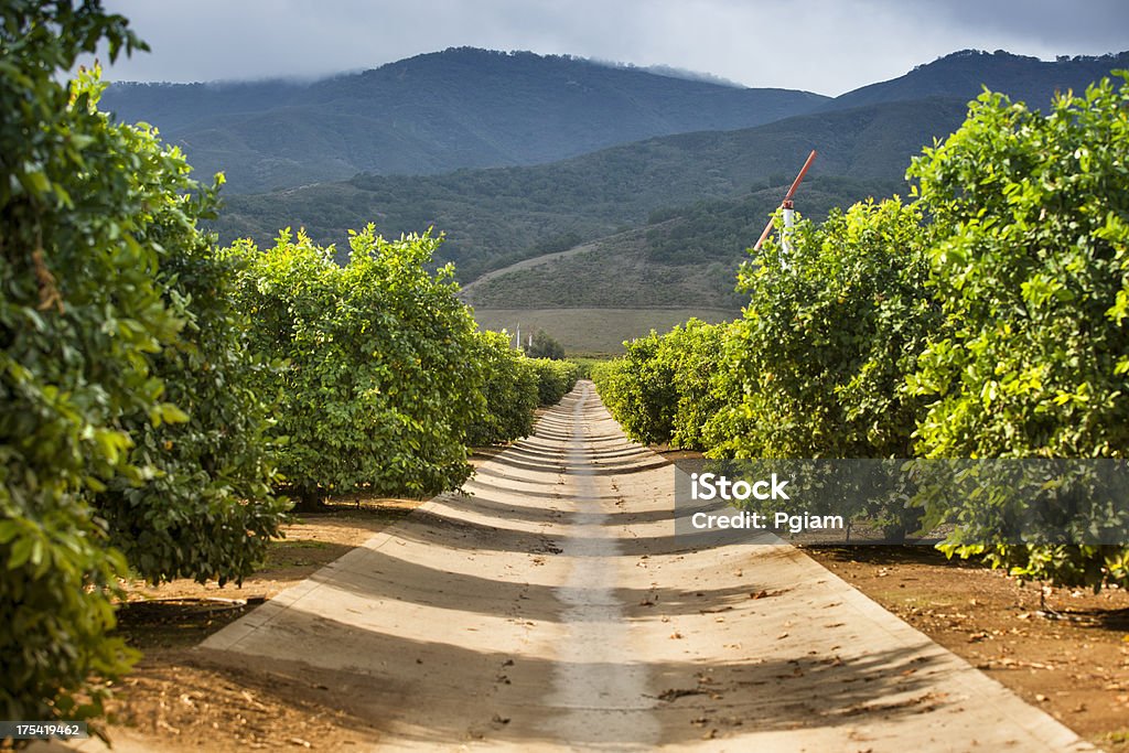 Maturo di limone e lime di agrumi grove - Foto stock royalty-free di Limetta