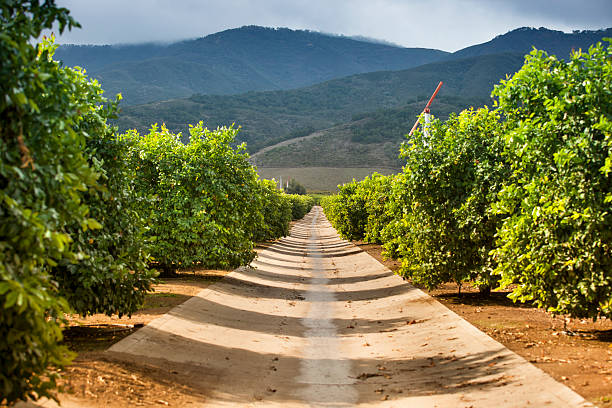 istock Ripe lemon and lime citrus grove 175419462