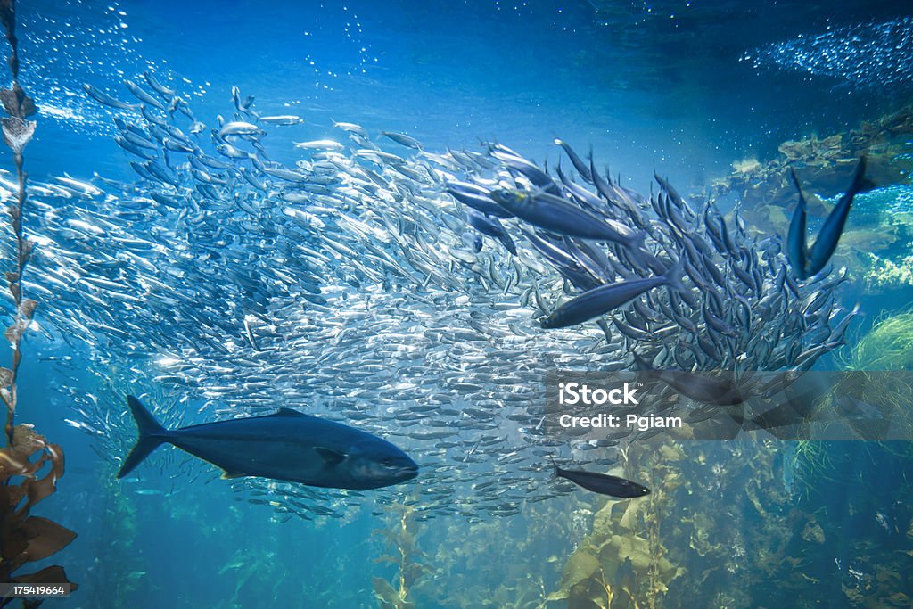 바다빛 생은 및 고기잡이 바닷속이 - 로열티 프리 대양저 스톡 사진
