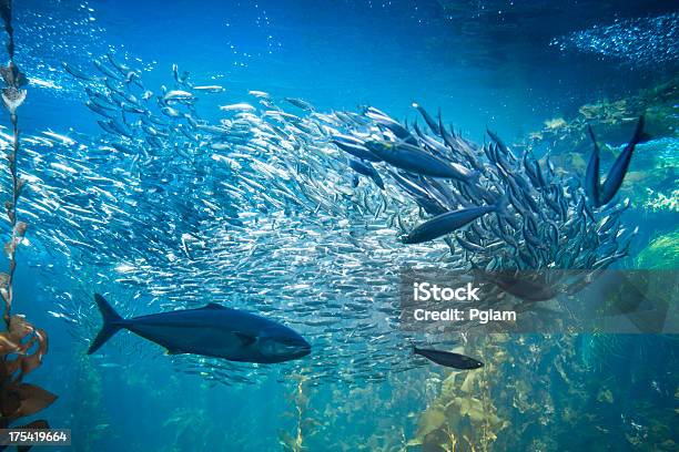 Морской Жизни И Рыба Под Водой — стоковые фотографии и другие картинки Морское дно - Морское дно, Атлантический океан, Калифорния