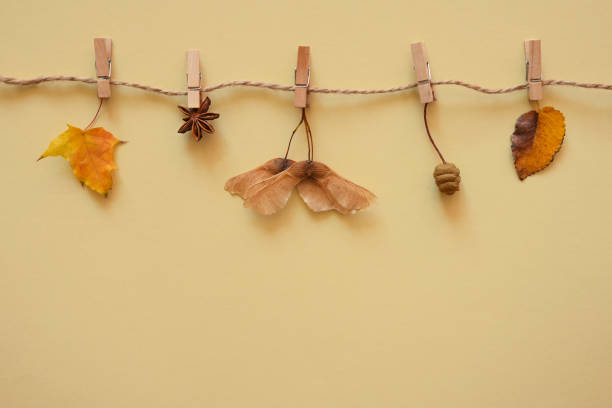 istock Creative autumn background with drying on rope leaves, berries and spices on beige background with copy space. Autumn, fall, thanksgiving concept. Flat lay. Top view, place for text copy space. 1754196990