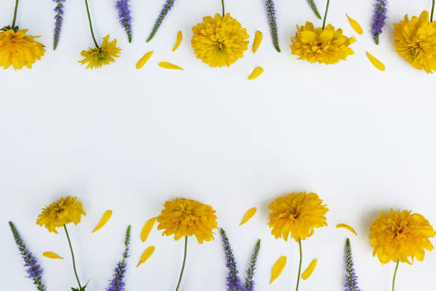 istock September yellow flowers (Rudbeckia Laciniata) and purple flowers on white background. Composition, frame corner folded from yellow flowers. Top view, flat lay, copy space. 1754197241