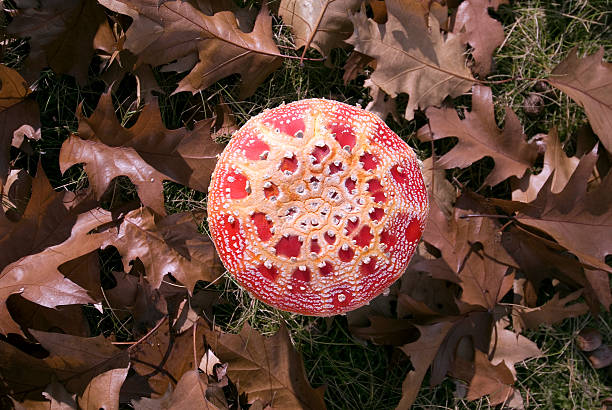 Autumn closeup of fly agaric mushrooms (Amanita muscaria) and oak leaves. Image shot in autumn in The Netherlands.View more related images in one of the following lightboxes: