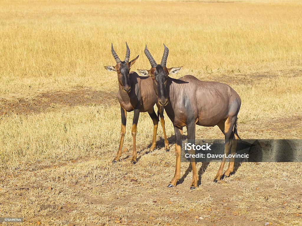 Parallel Topi - Photo de Animaux de safari libre de droits