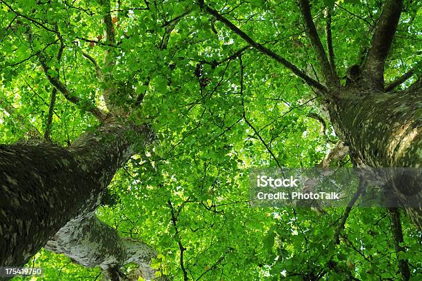 Las I Świeże Powietrzexl - zdjęcia stockowe i więcej obrazów Bezpośrednio poniżej - Bezpośrednio poniżej, Część rośliny, Drewno - Materiał budowlany