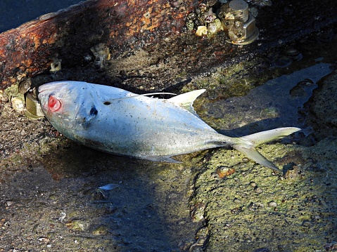 Horse-eye Jack is a game fish and minor commercial fish lying on a jetty breakwater wall with eye picked over.