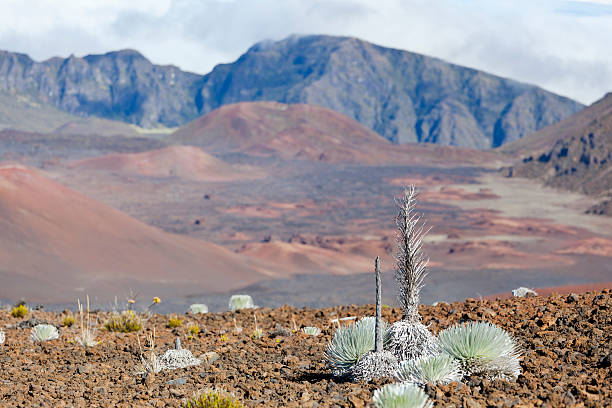 cráter haleakala, maui - haleakala silversword fotografías e imágenes de stock