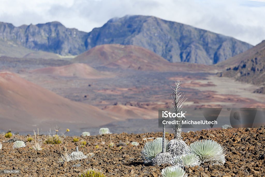 Кратер Халеакала, Мауи - Стоковые фото Silversword Папоротник роялти-фри