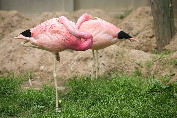 1,000+ Sleeping Flamingo Stock Photos, Pictures & Royalty-Free