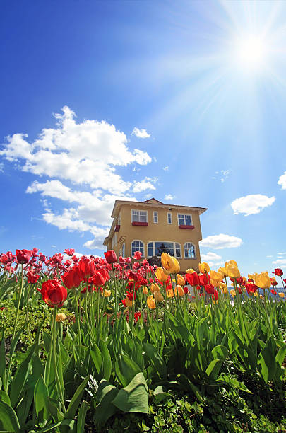 Sun rays shining down on a bed of tulips in front of a house.