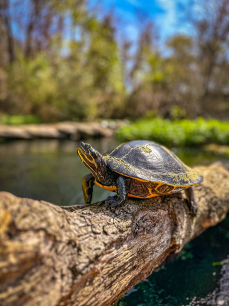 Florida cooter turtle sits on a log on the the spring-fed Itchetucknee River, Itchetucknee Springs, Florida