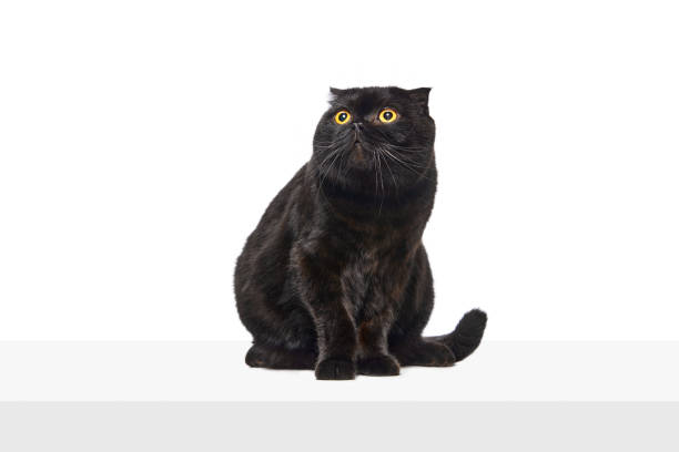 istock Calm, smart, purebred balk cat, Scottish fold cat sitting and looking isolated over white studio background 1754204221
