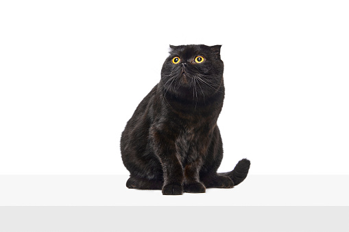 Calm, smart, purebred balk cat, Scottish fold cat sitting and looking isolated over white studio background. Concept of domestic animals, pets, care, vet, beauty. Copy space for ad