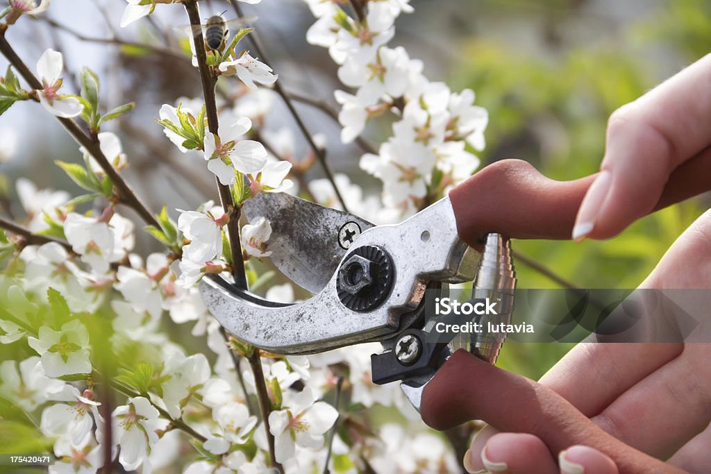 gardening clippers pruning bushes Activity Stock Photo