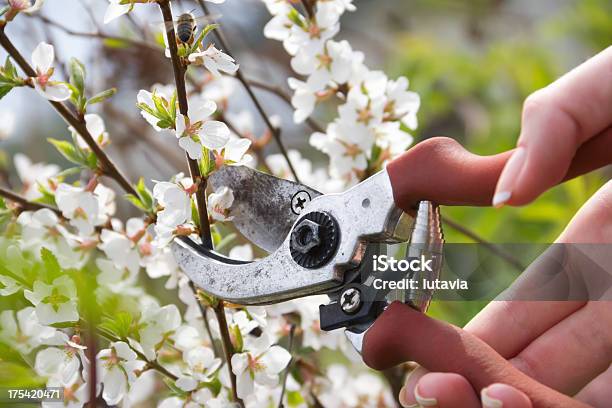 Gardening Stock Photo - Download Image Now - Activity, Adult, Agriculture