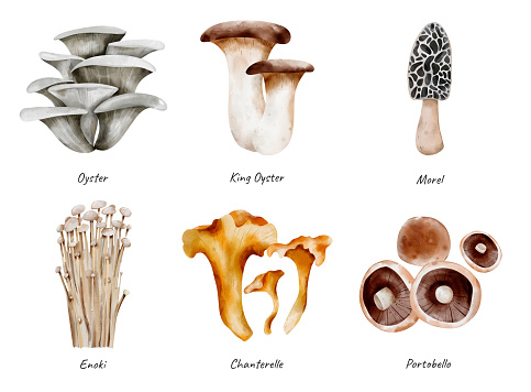 Set of organic mushrooms: Enoki, Morel, Chanterelle, Oyster, Portobello, King Oyster. Digital watercolor illustration for any design, packing, or print.