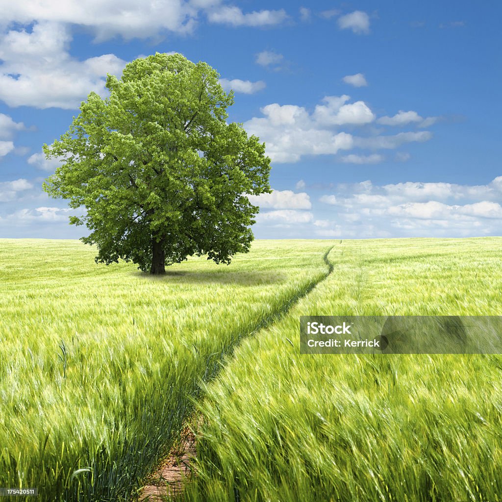 Sommer-Szene mit field und einzelne basswood - Lizenzfrei Amerikanische Linde Stock-Foto