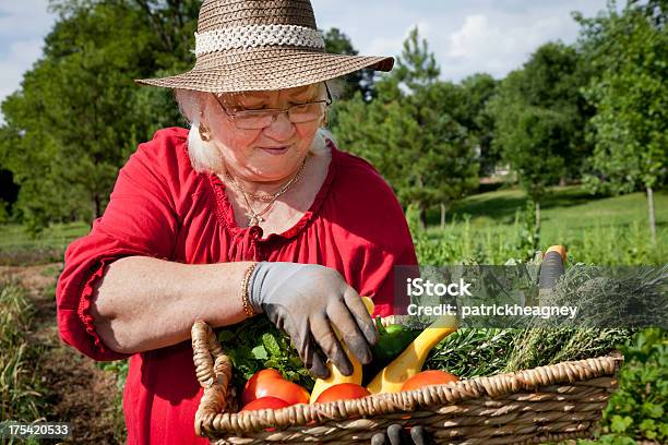Senior Frau In Einem Garten Inspektion Produkte Stockfoto und mehr Bilder von 60-69 Jahre - 60-69 Jahre, 70-79 Jahre, Aktiver Lebensstil
