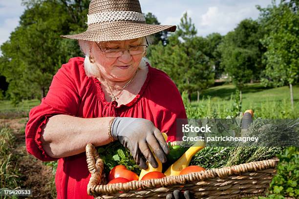 Senior Mujer En Un Jardín Inspección De Productos Foto de stock y más banco de imágenes de 60-69 años - 60-69 años, 70-79 años, Actividad