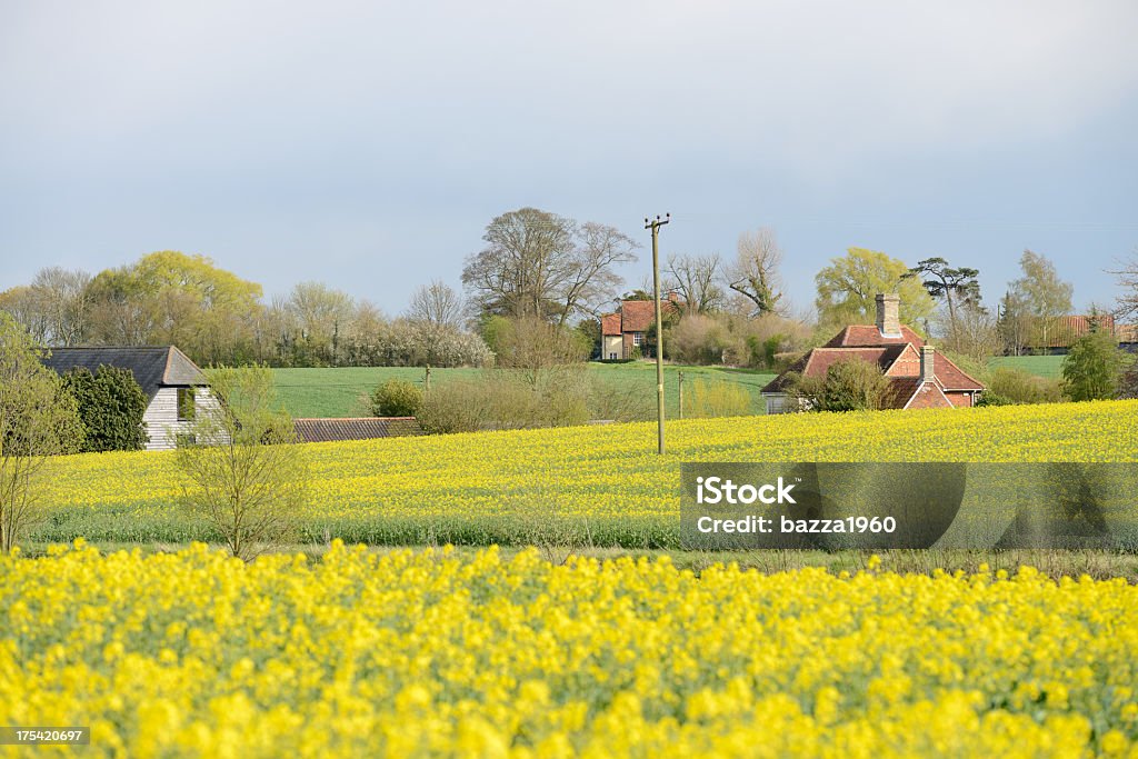 Belchamp Saint Paul. - Photo de Colza libre de droits