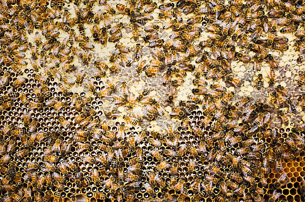 Miel Bees - foto de stock