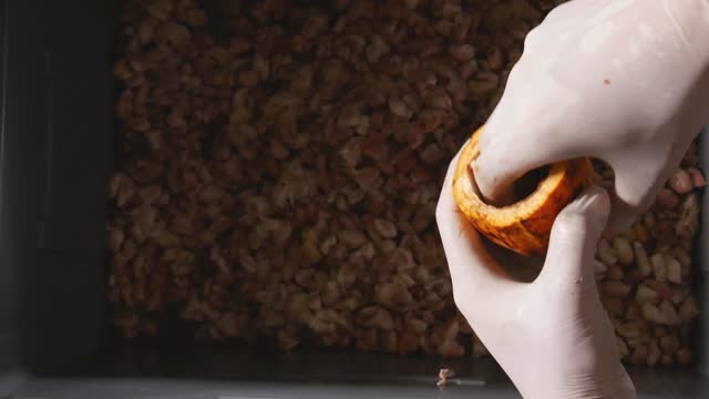 ็Hands of worker wearing gloves unwrap cacao pods to remove cocoa beans cutting a fresh cacao pod reveals cocoa white seed with fresh white cocoa seed in the tank.
