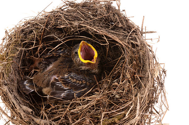 istock Baby Bird Nest 175420815