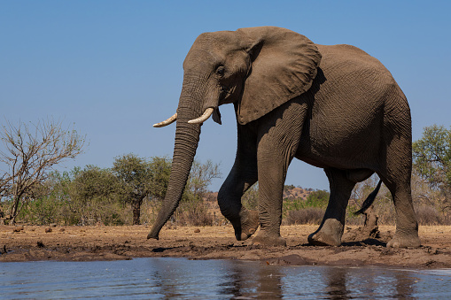 Elephants drinking and taking a bath in a waterhole in Mashatu Game Reserve in the Tuli Block in Botswana.