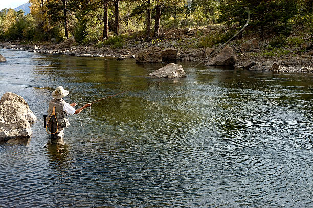 Fly Fisherman On The River Casting