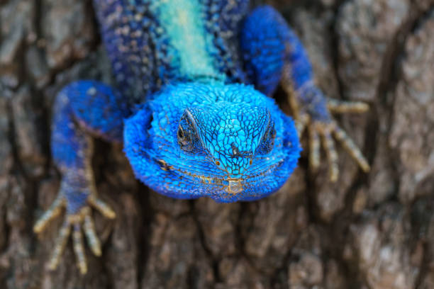 istock Southern tree agama in the Kruger National Park 1754210664