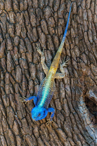 istock Southern tree agama in the Kruger National Park 1754210666
