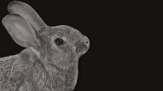 Cute Black And White Rabbit In The Dark Background