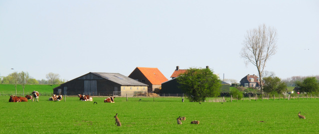 Meadow in the Netherlands with cows and hares