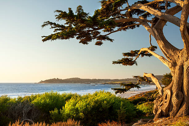 hermosa playa en carmel-by-the-sea - ciprés fotografías e imágenes de stock