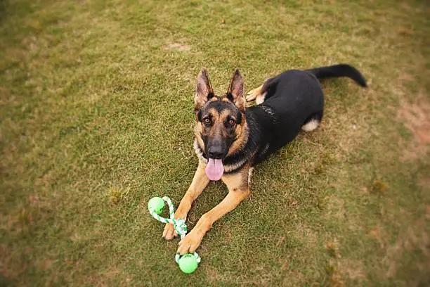 German Shephard with a toy.
