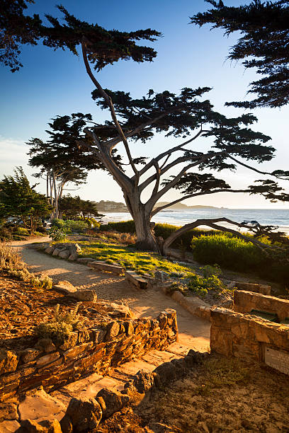 Windswept trees in the early morning fog at Lands End Lookout park in San Francisco, California, USA.