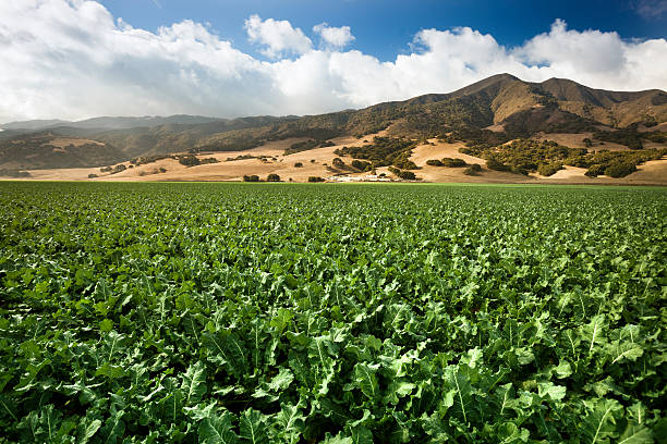 istock Crops grow on fertile farm land 175421625